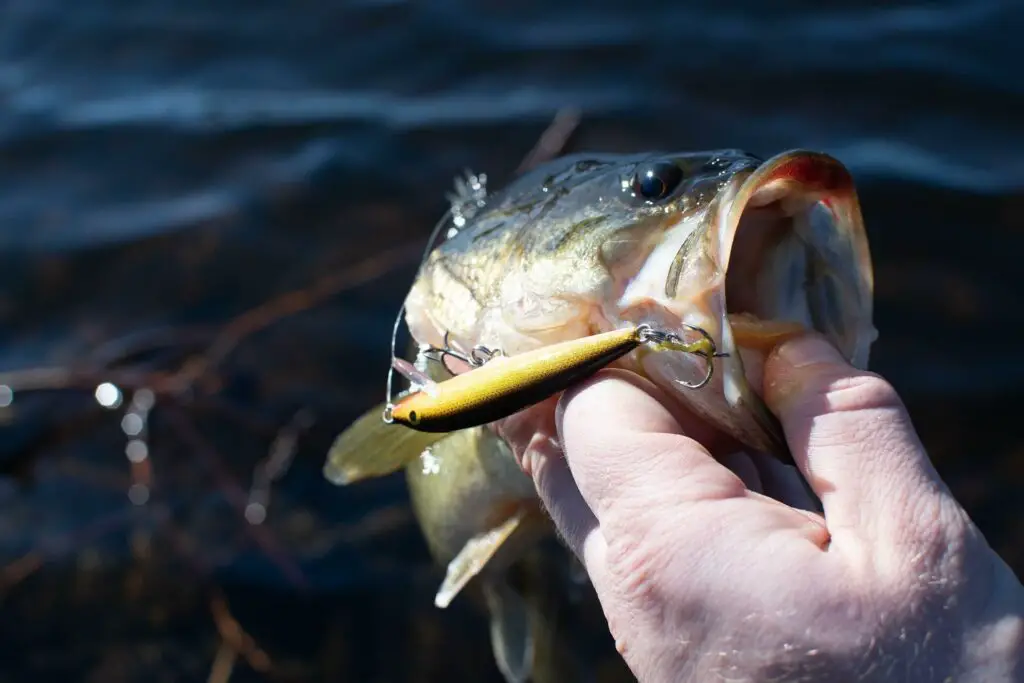 A Laregemouth Bass Caught with one of the best bass lures