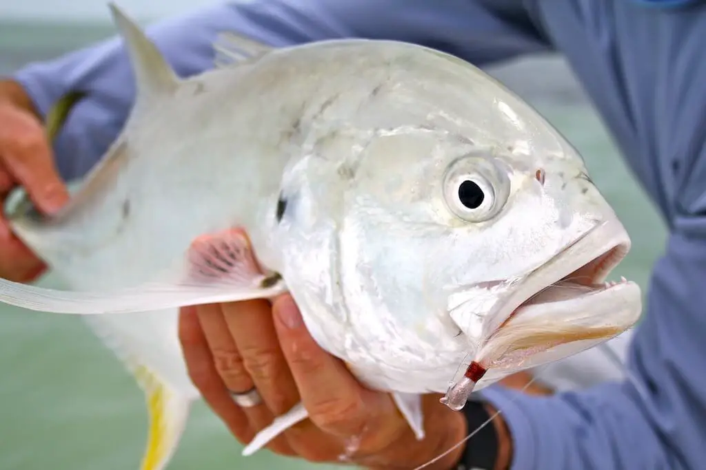 There are plenty of saltwater species that are exciting to catch on a rod