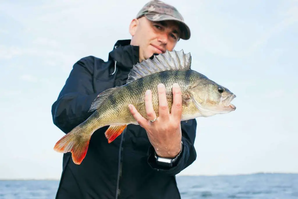 Perch are a great species to catch on ultra light fishing rods