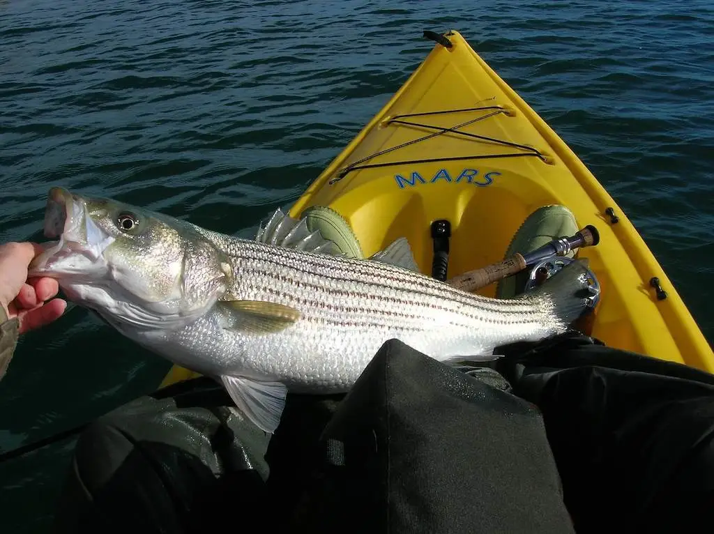 Striped bass in a fishing kayak