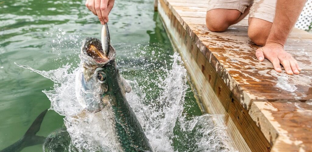 Are Tarpon Fish Good to Eat: Hand feeding a Tarpon off the dock