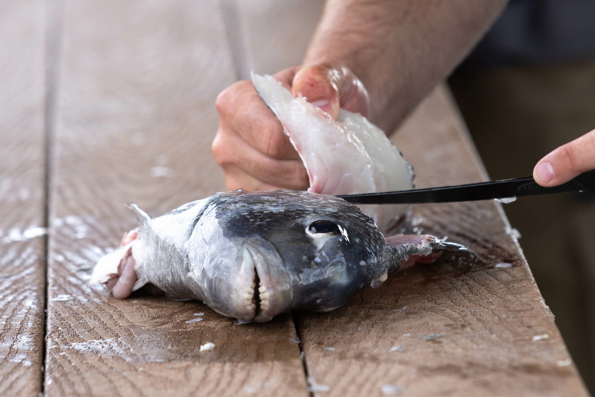 Are Sheepshead good to eat. Filleting a sheepshead fish on a table