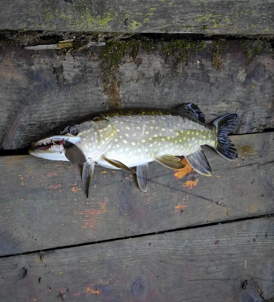 Are Pike Good to Eat? Absolutely - and they taste great!