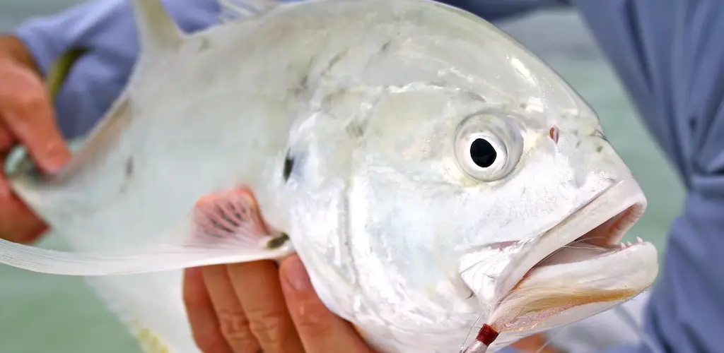 Can you eat jack crevalle