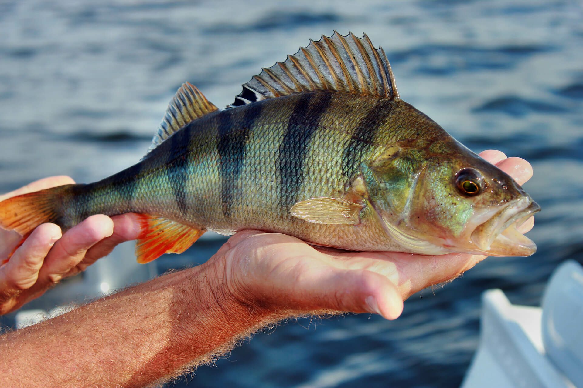A beautiful perch with its signature dorsal fin