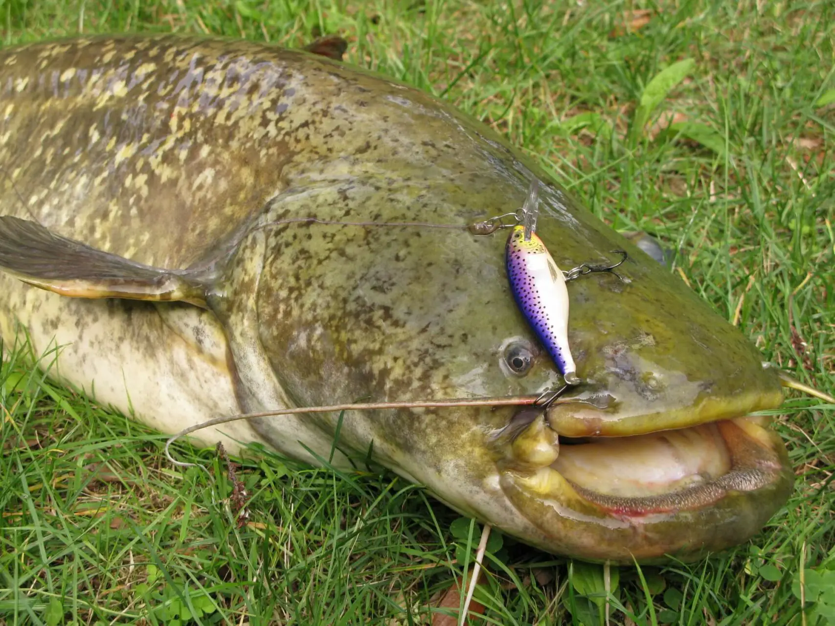 Are Catfish Good Eating? A catfish caught with a crankbait in the grass
