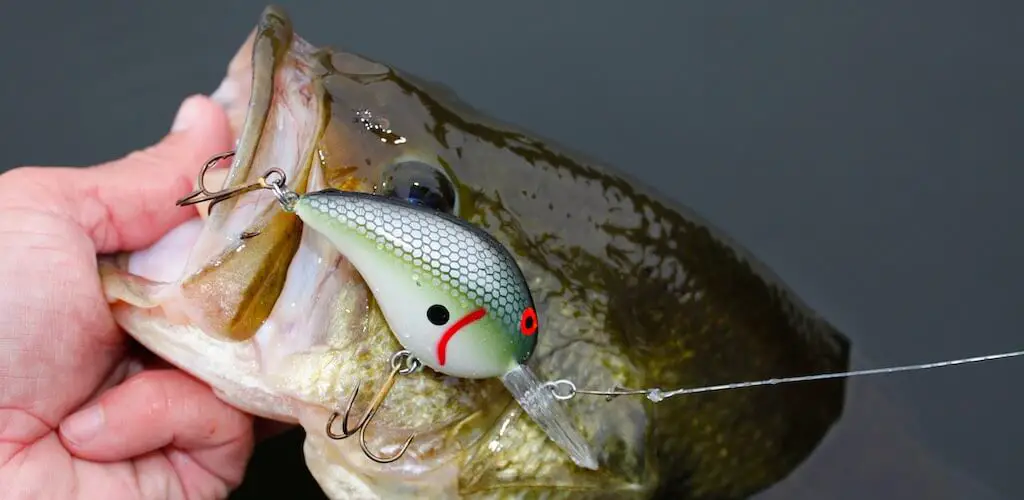 Best Crankbaits for Bass Review