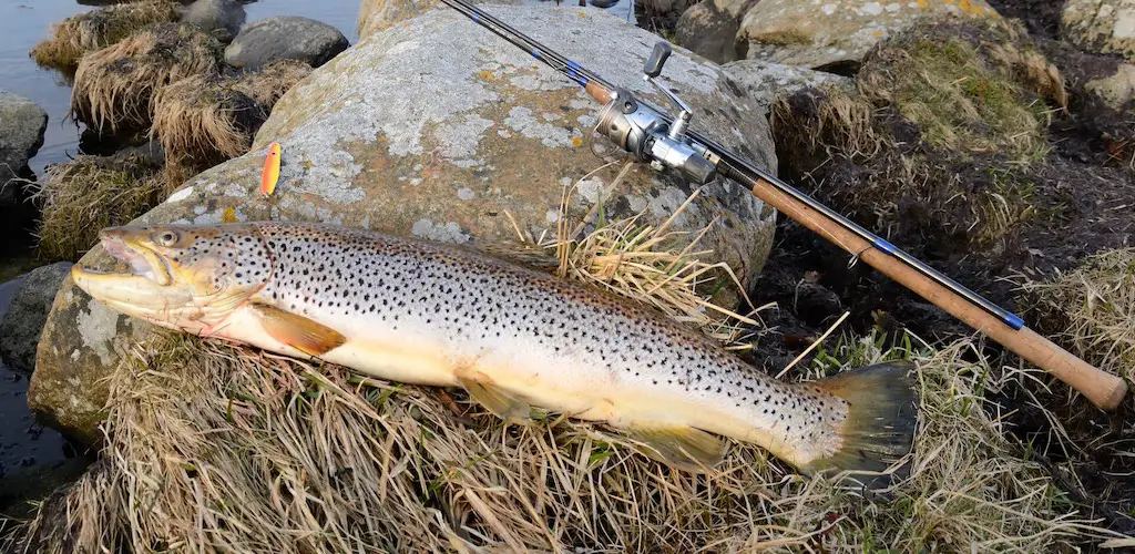 Best Rod for Trout Fishing: Sea trout caught with a trout rod