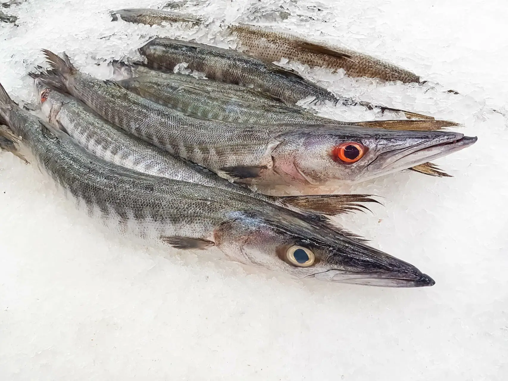 Can you eat a Barracuda? Yes! Make sure to keep it cold and fresh on ice
