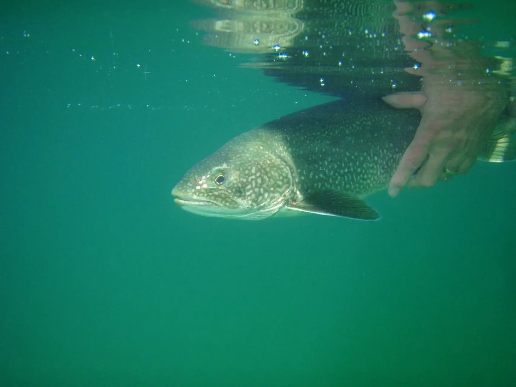 Lake Trout being released: this is a popular species of trout in North America