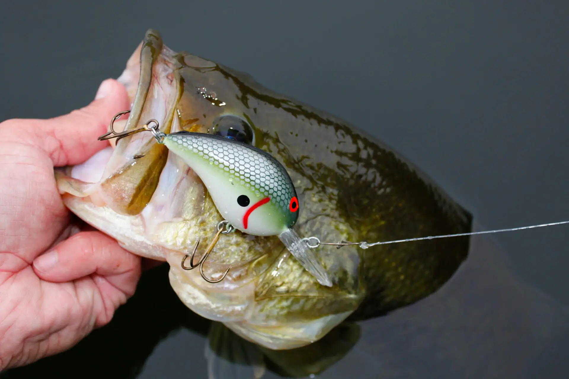 A crankbait lure for bass that brought a nice fish