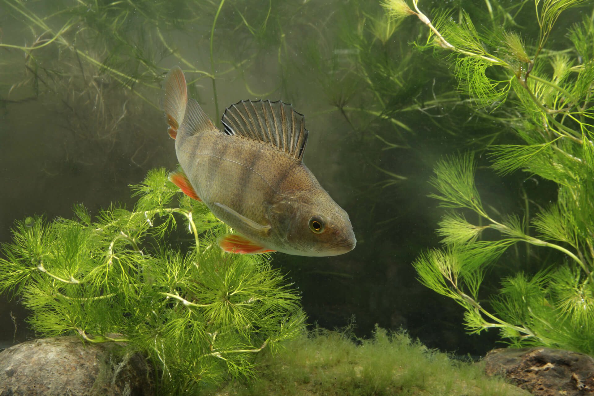 Are Perch Good to Eat? Yes, if they come from clean water. Perch in its Habitat