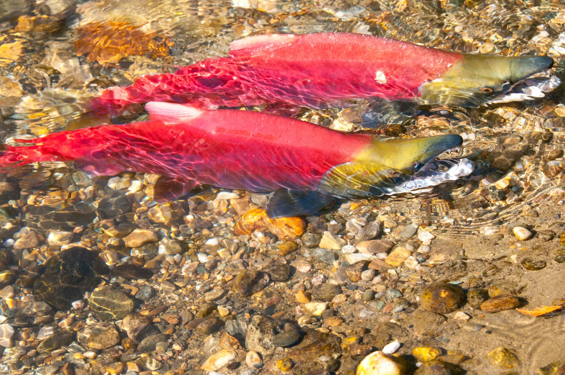 Sockeye Salmon During Spawning