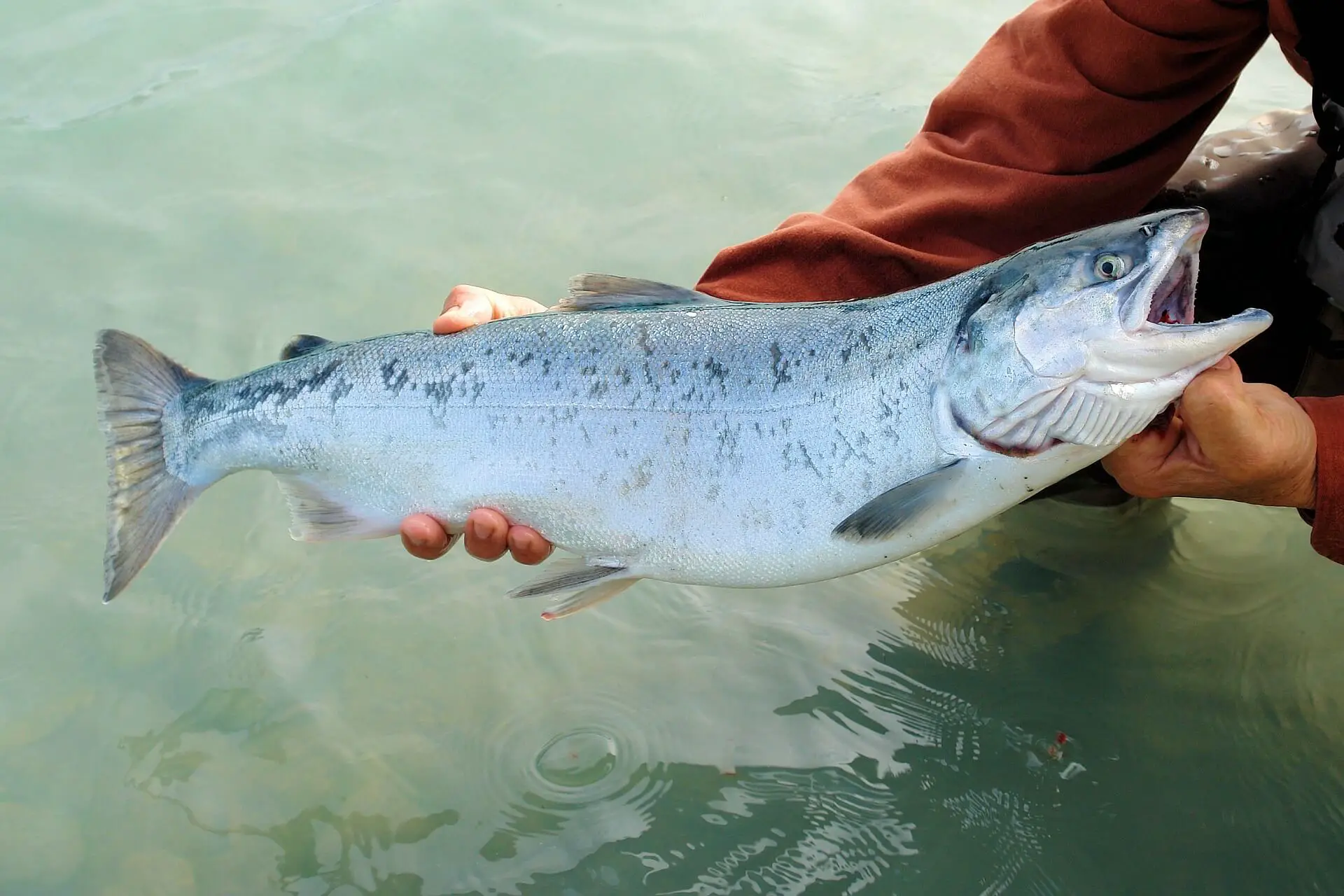 Sockeye Salmon caught by fly fisherman
