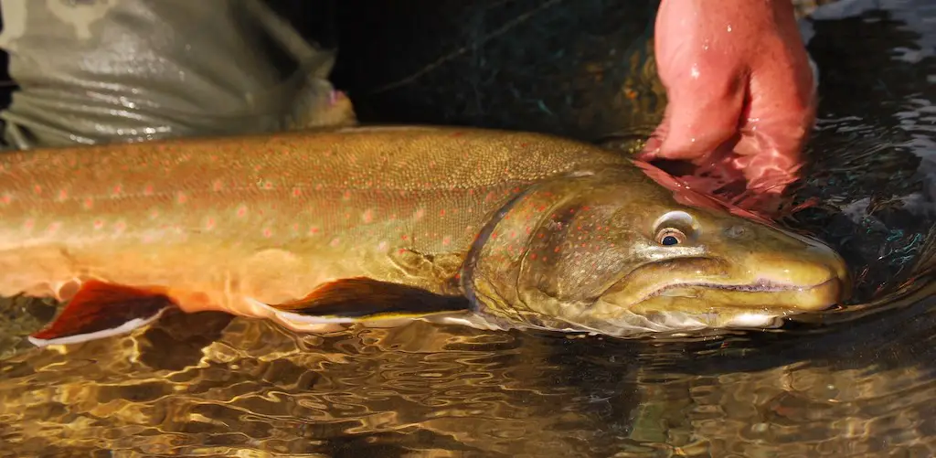 Species of Trout: Bull Trout