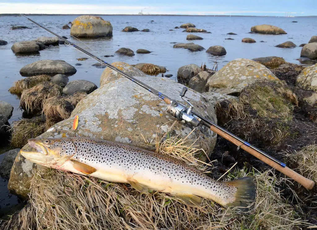 Best Trout Fishing Rod Review: Sea trout caught with a fishing rod