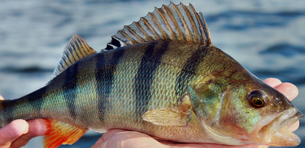 What does Perch taste like