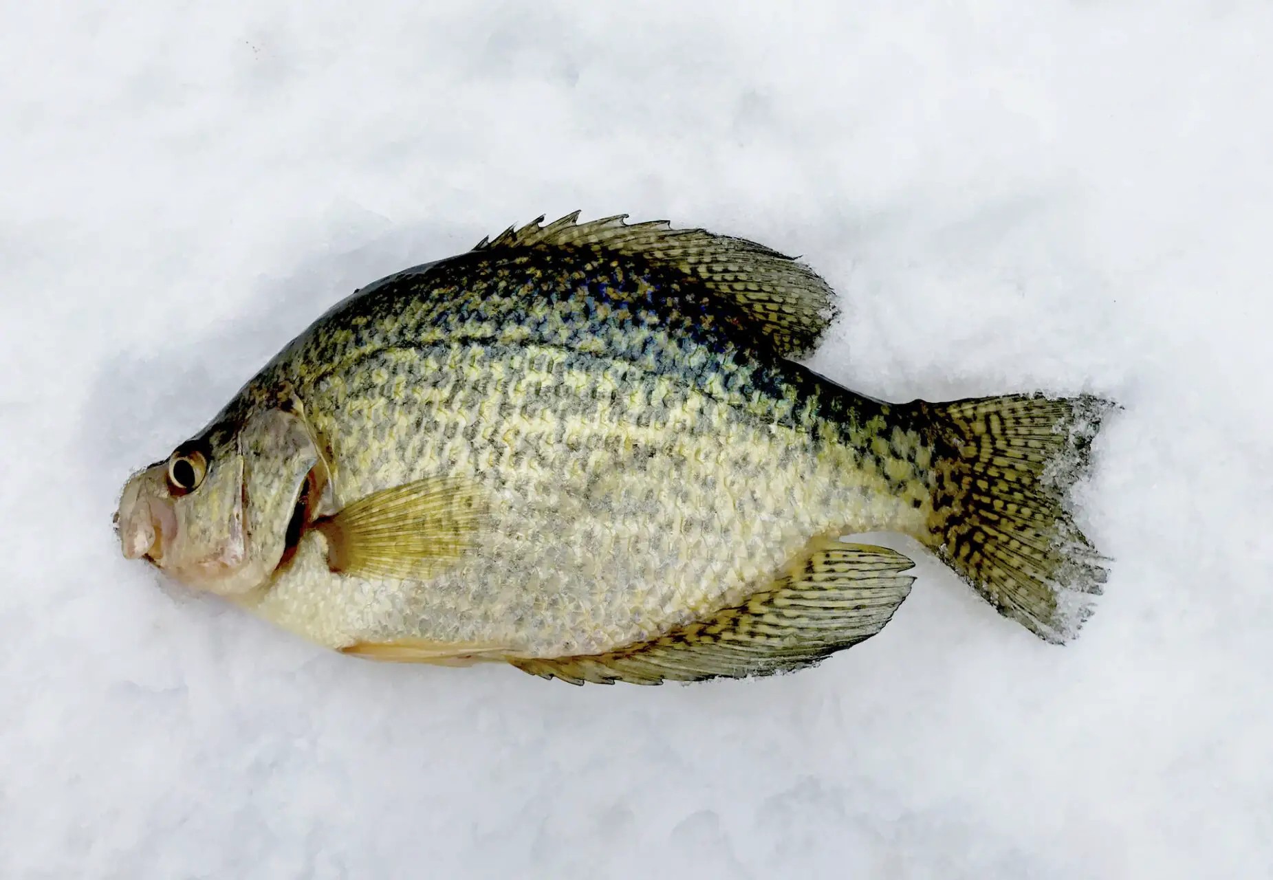 Are Crappie Good to Eat? A Crappie Caught Ice Fishing