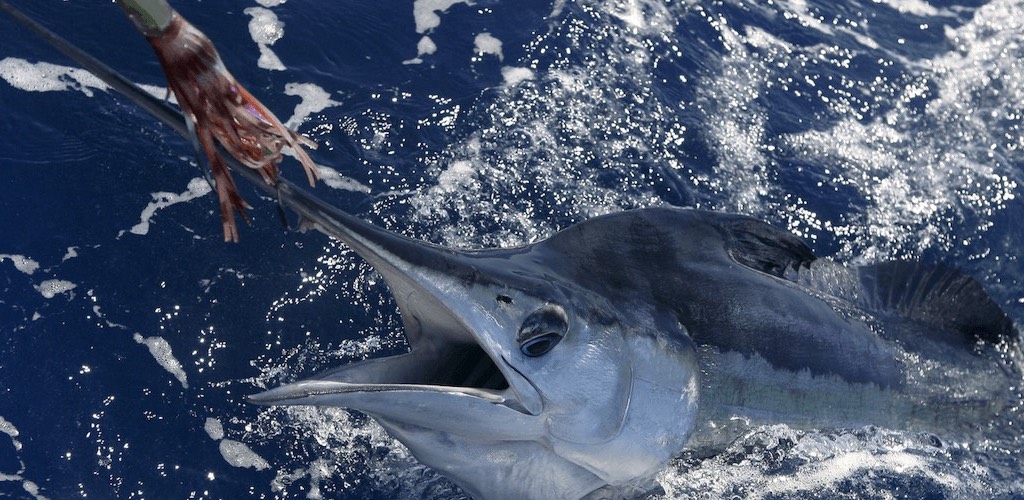 A marlin caught with an Octopus