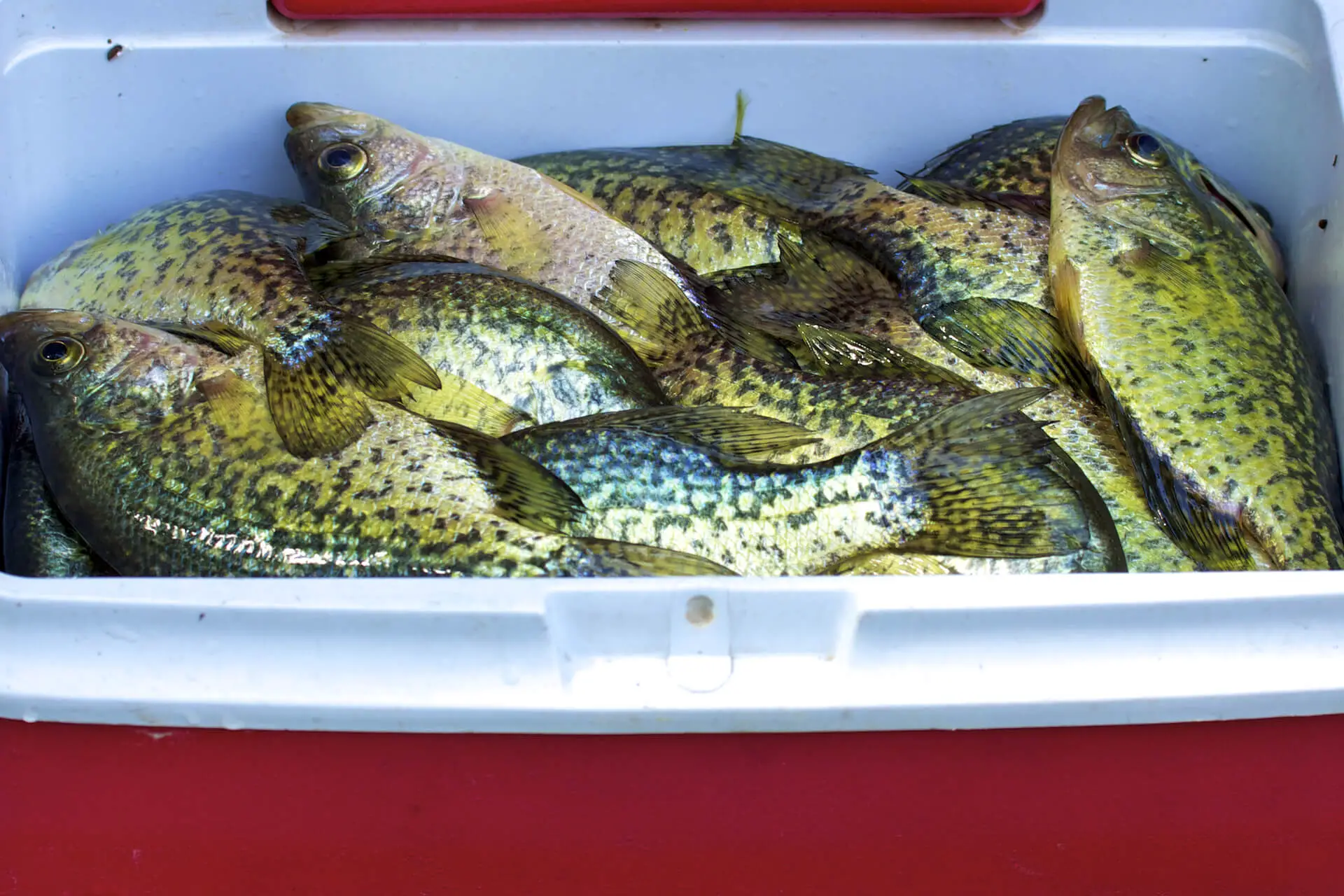 Crappies in a Cooler