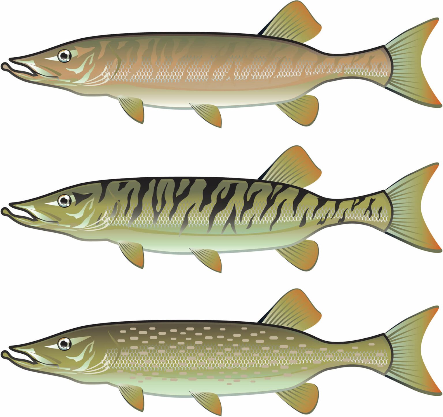 Are Muskie Good to Eat? Yes, Here's what it Tastes like | 4everfishing