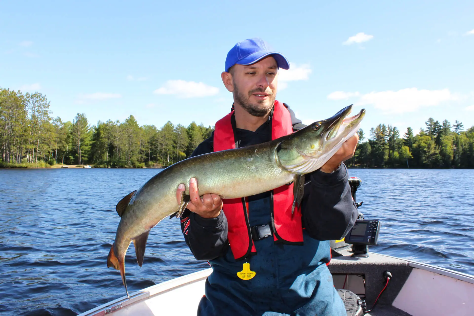 Muskie in the hands of a fisherman on a boat