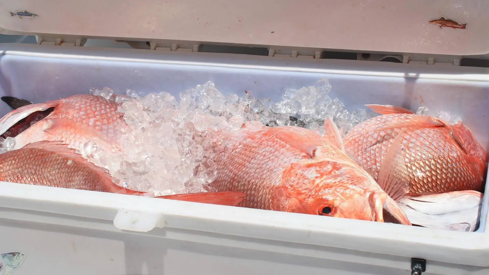Red snapper on ice