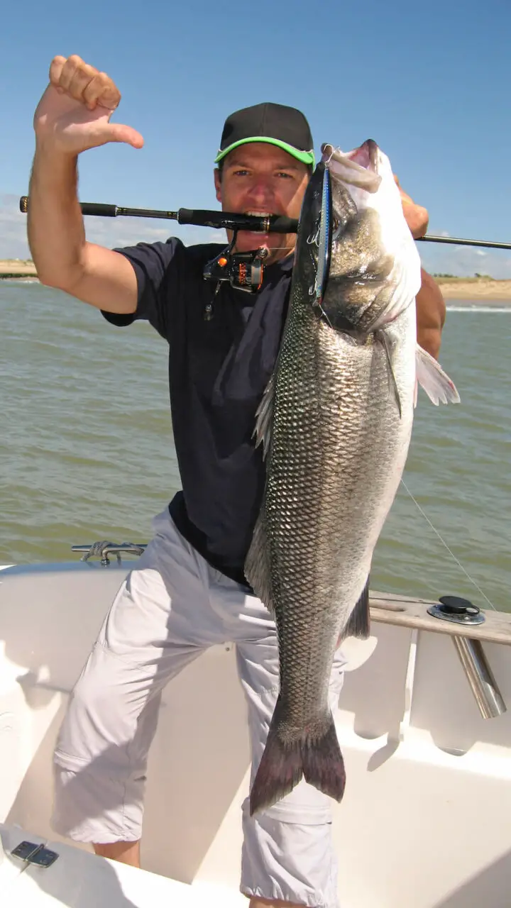 Sea bass caught with a jerkbait