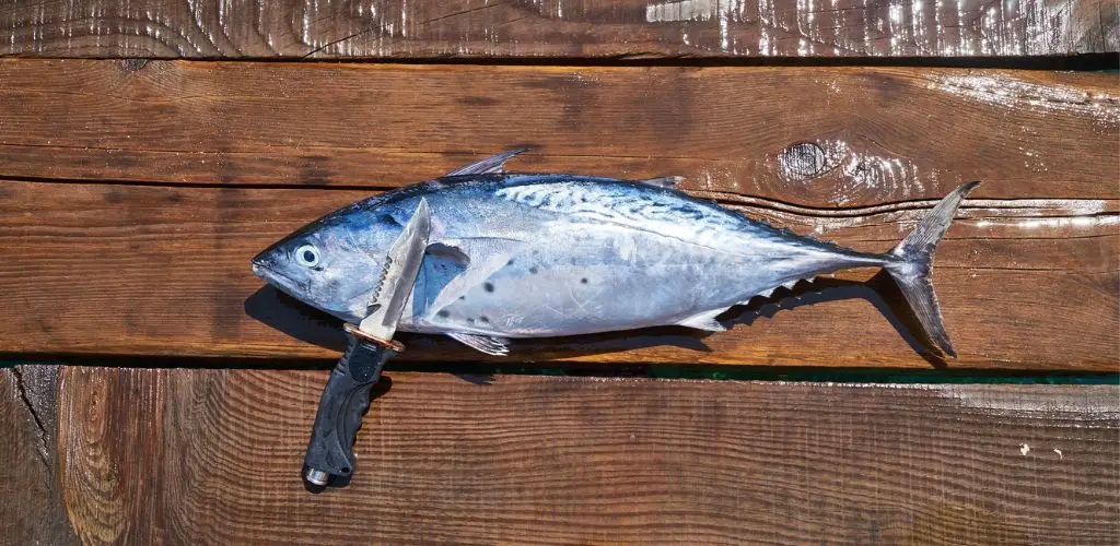 A fishing knife and a tuna