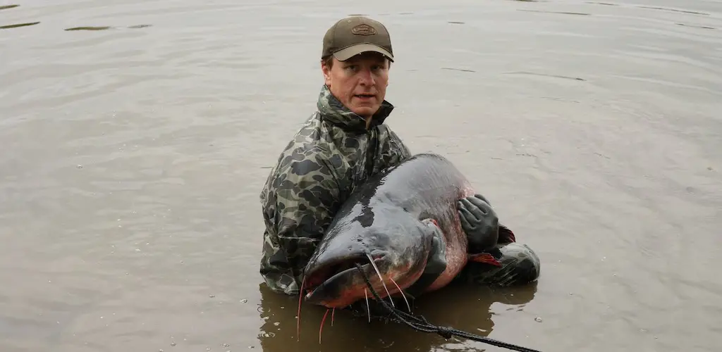 Huge Catfish in the hands of an angler: Best Bait for Catfish