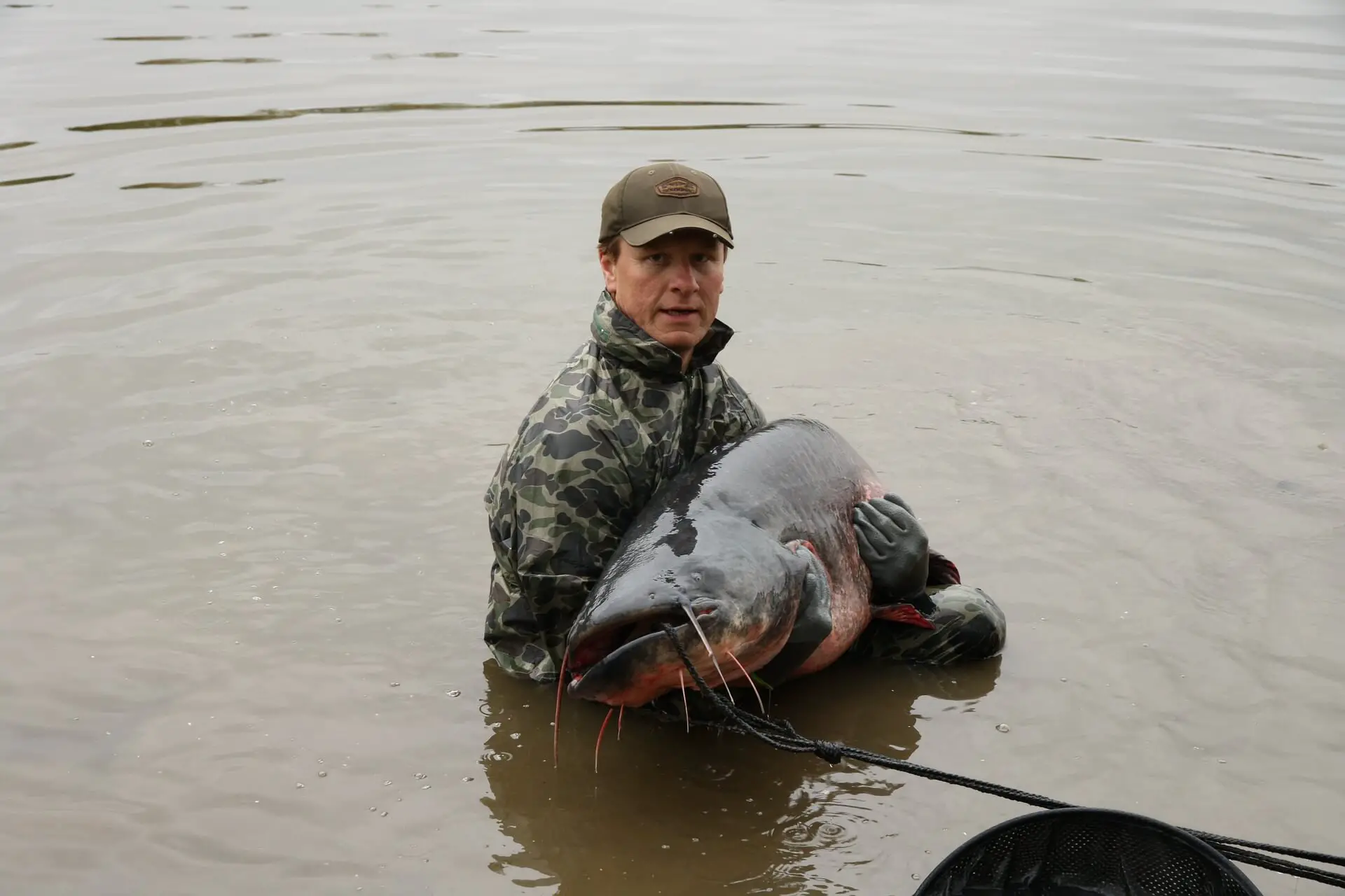 Huge Catfish in the hands of an angler