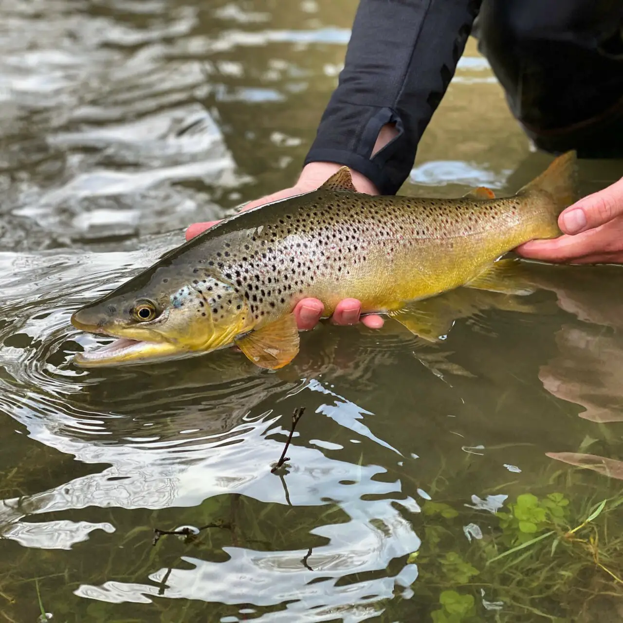 Brown Trout in hands of fisherman