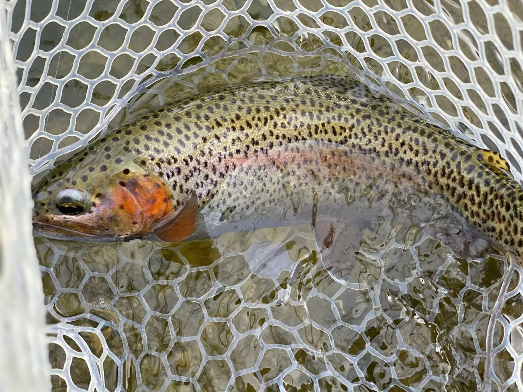 Rainbow trout in landing net
